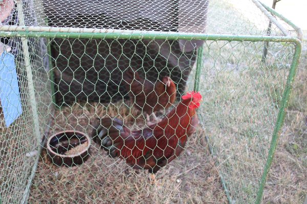 Chovatelský den 15.7.2023