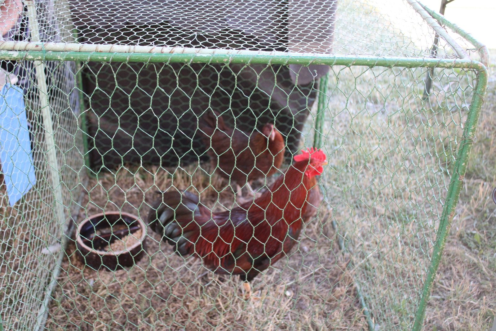 Chovatelský den 15.7.2023