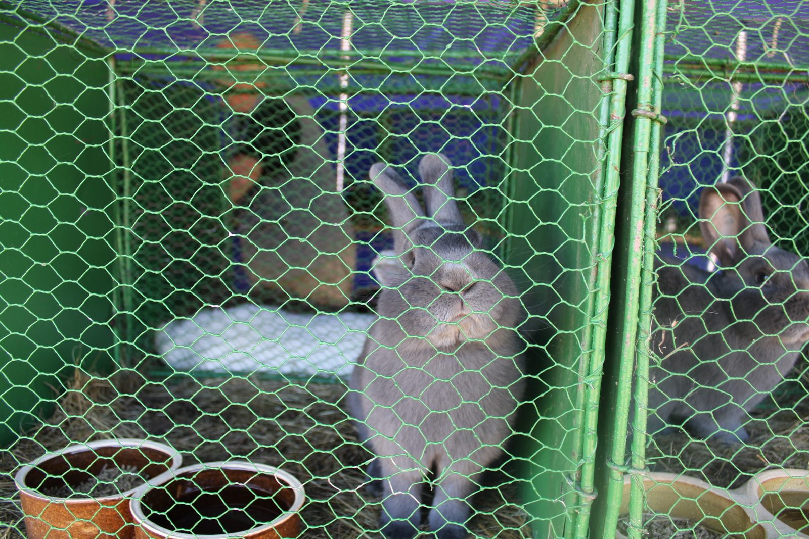 Chovatelský den 15.7.2023