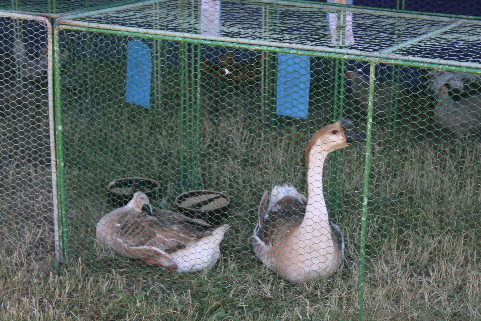 Chovatelský den 15.7.2023