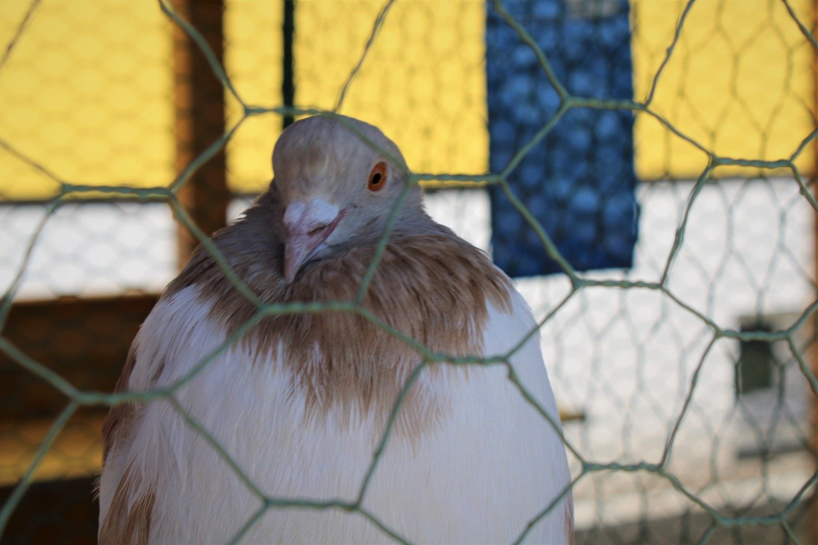 Chovatelský den 15.7.2023