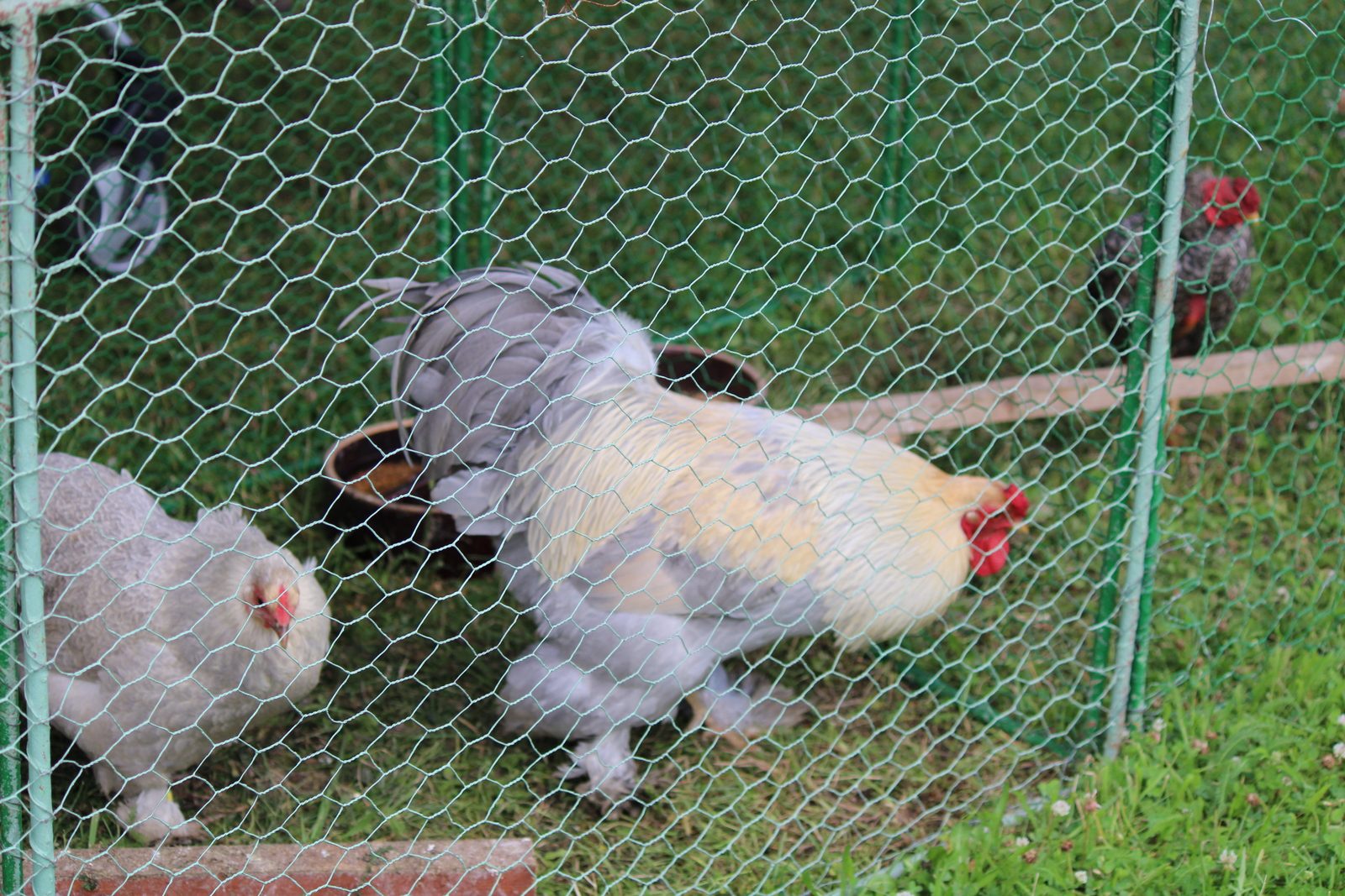 Chovatelský den 5. 7. - 6. 7.…