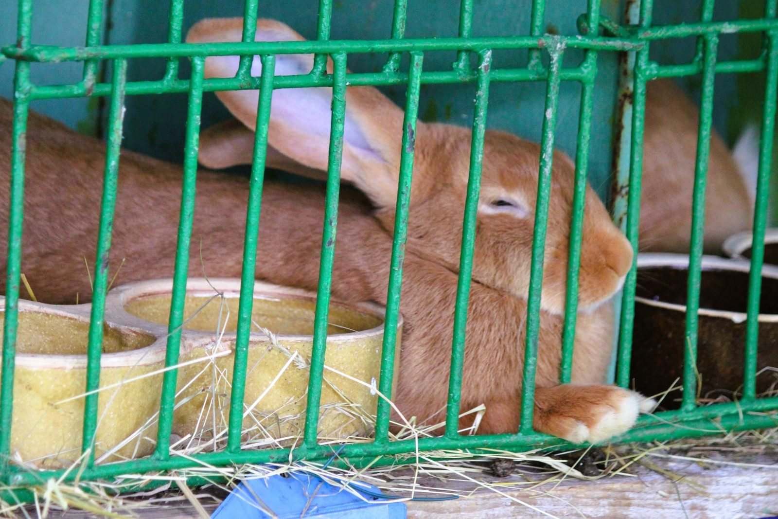 Chovatelský den 5. 7. - 6. 7.…