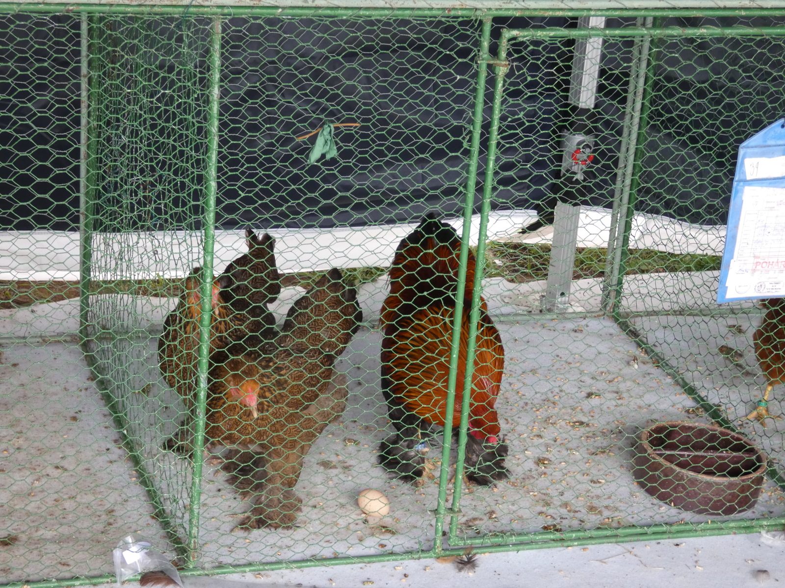 Slavnosti obce 12.7.2025